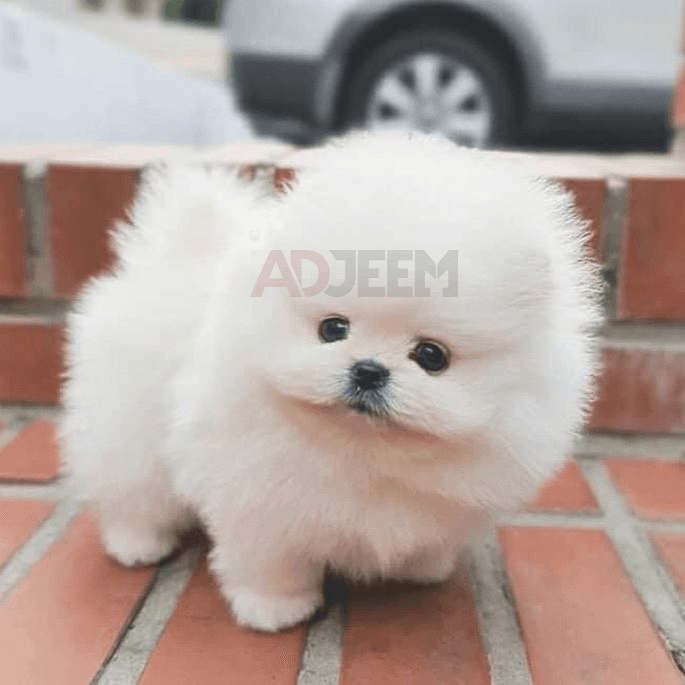 Two Awesome T-Cup Pomeranian Puppies for sale