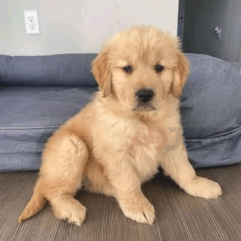 Golden Retriever Puppies   for sale