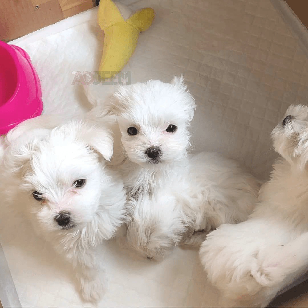 Awesome Maltese puppies available for their new homes 