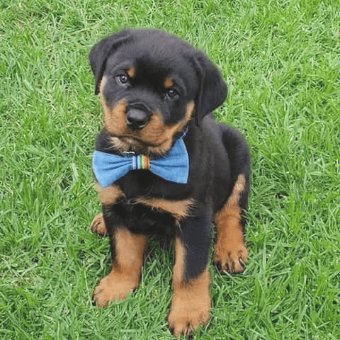 Rottweiler puppies  for sale 