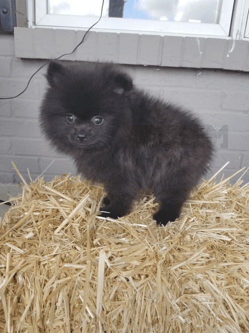  Beautiful Pomeranian puppies males and females available 
