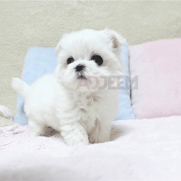 Maltese puppies  for sale