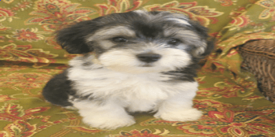 Pure Bred Havanese Puppies For Sale 