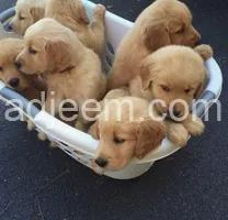 Golden Retrievers puppies available to go to their new homes