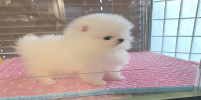 Absolutely Charming Pomeranian Puppies for sale 
