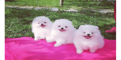 Pomeranian Puppies Available For Adoption